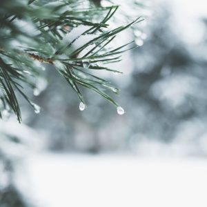 Vanilla Woodlands Winter Room Spray & Wax Melts